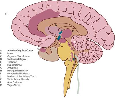 Working With the Predictable Life of Patients: The Importance of “Mentalizing Interoception” to Meaningful Change in Psychotherapy